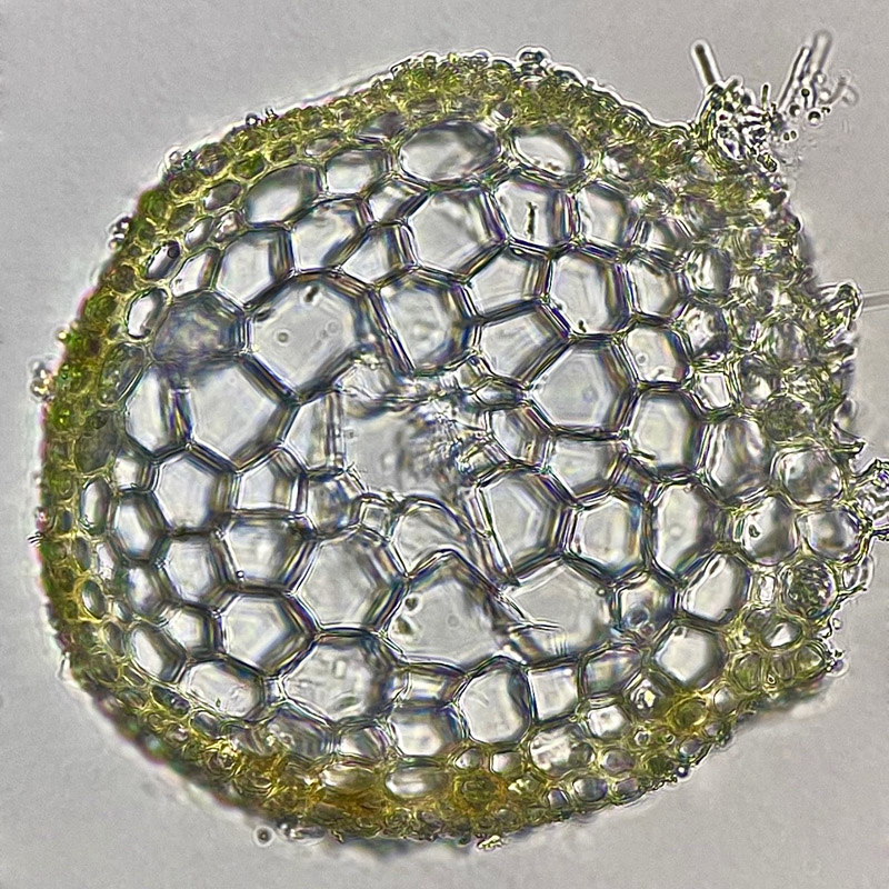 Pseudocampylium radicale